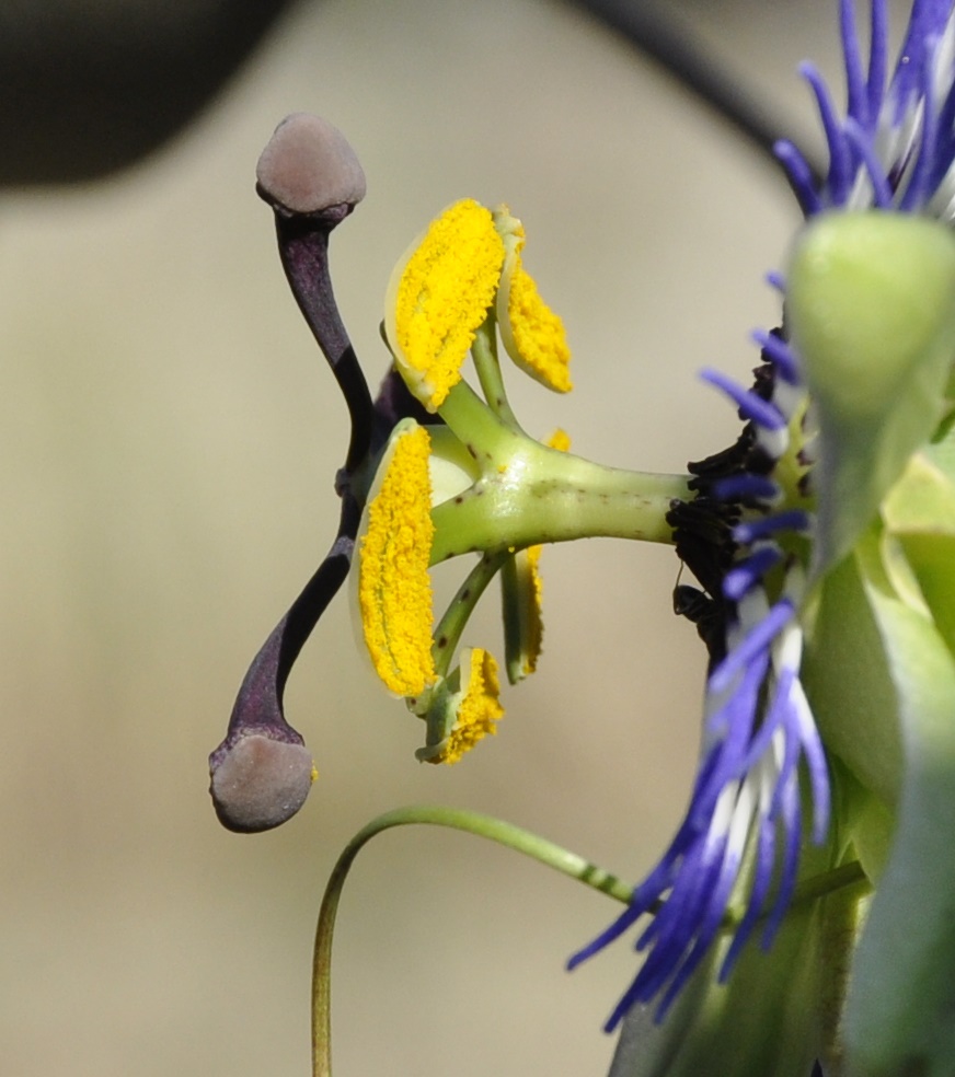 Изображение особи Passiflora caerulea.