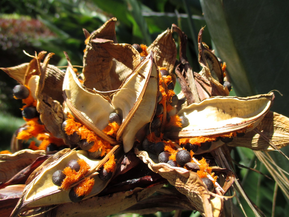 Image of Strelitzia reginae specimen.
