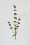 Salvia verticillata