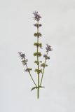 Salvia verticillata. Верхушка цветущего растения. Республика Молдова, пригород Кишинёва. 30 августа 2009 г.