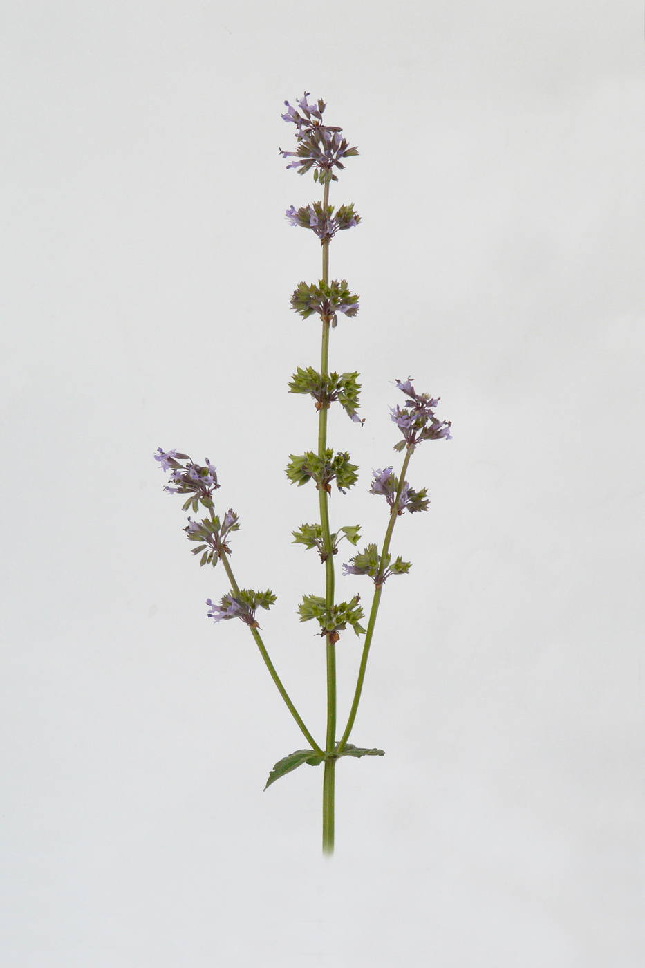 Изображение особи Salvia verticillata.