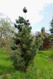 Pinus strobus