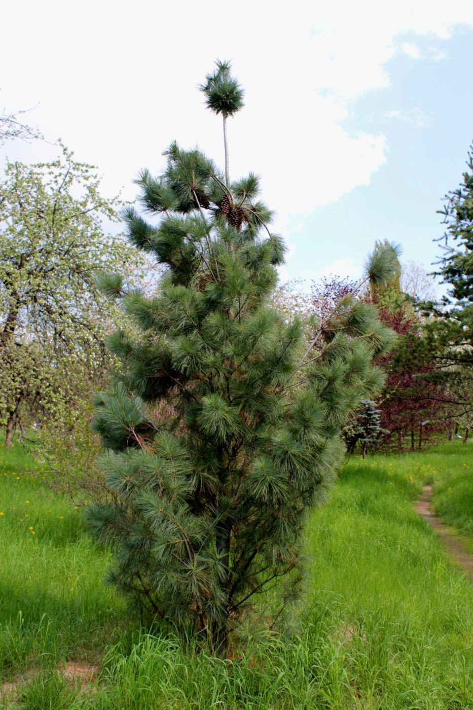 Image of Pinus strobus specimen.