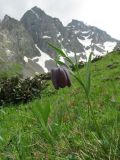 Fritillaria latifolia