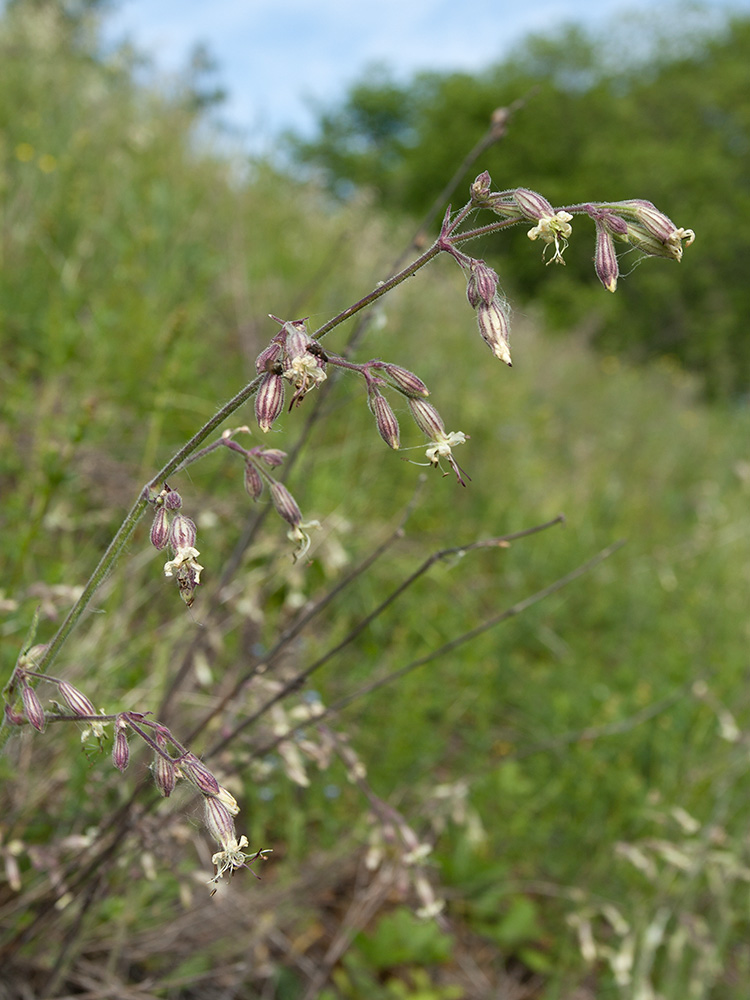 Image of Silene nutans specimen.