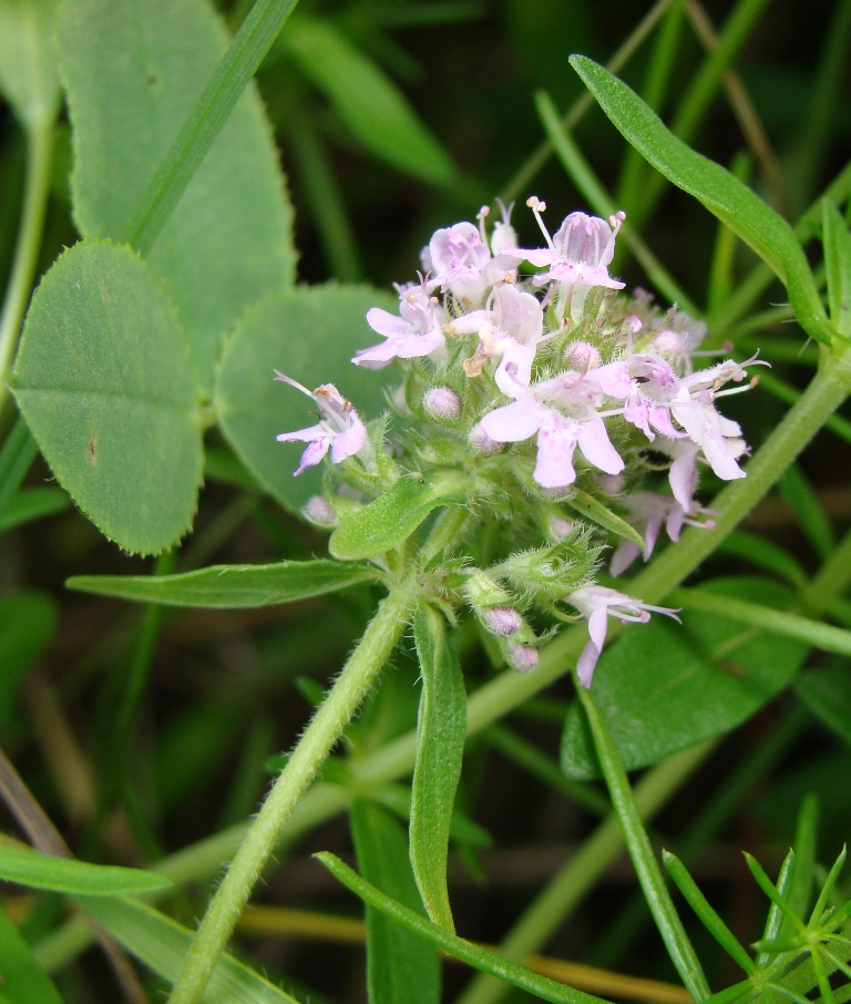 Image of Thymus marschallianus specimen.