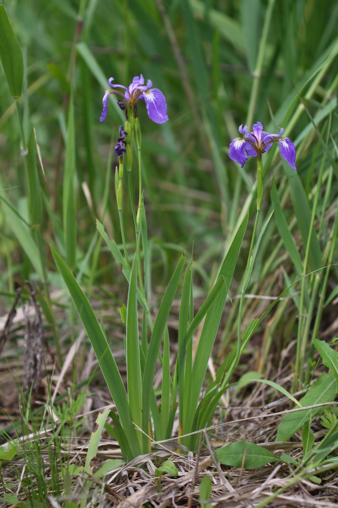 Изображение особи Iris setosa.