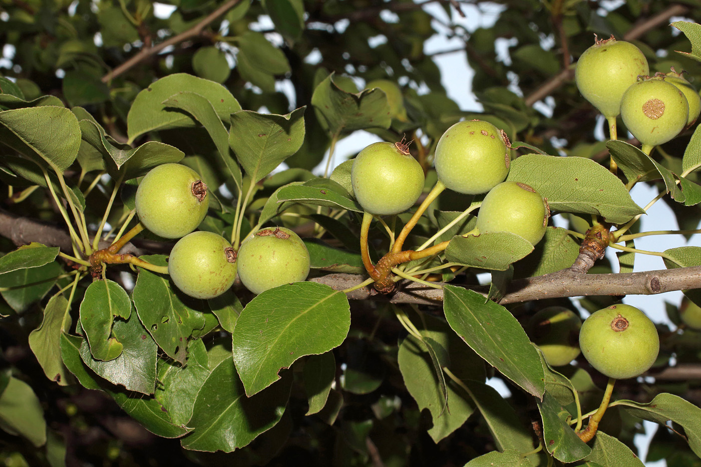 Изображение особи Pyrus turcomanica.