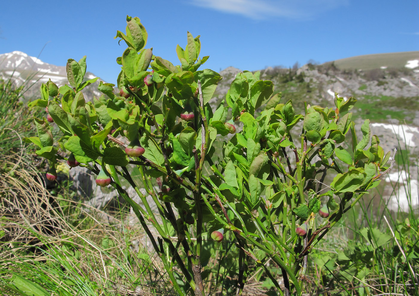 Изображение особи Vaccinium myrtillus.