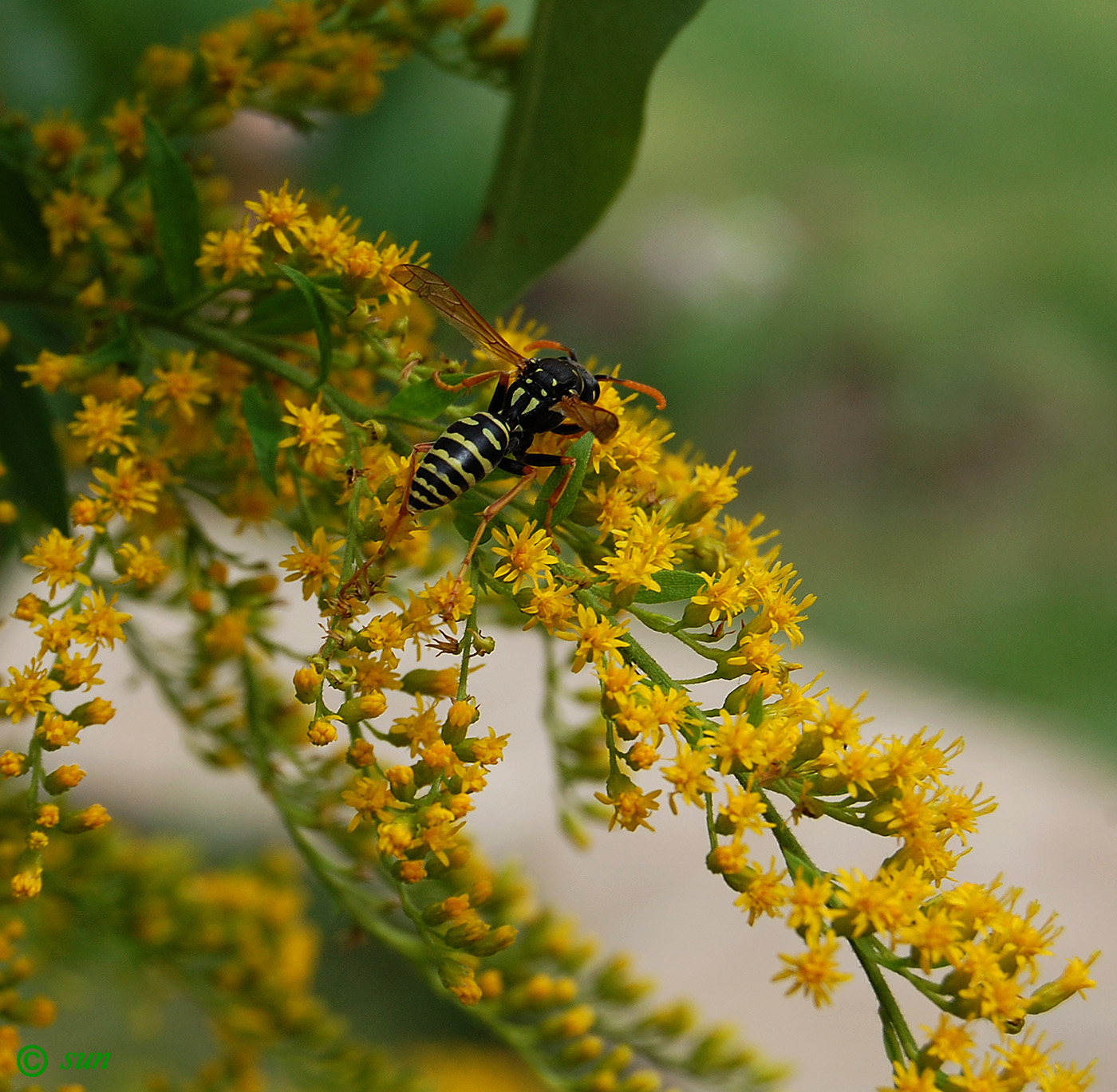 Изображение особи Solidago canadensis.