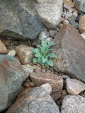 Mertensia maritima. Прикорневая розетка листьев. Кольский п-ов, Восточный Мурман, Дальние Зеленцы, южный берег губы Дальнезеленецкая, супралитораль под скалой. 18.08.2016.