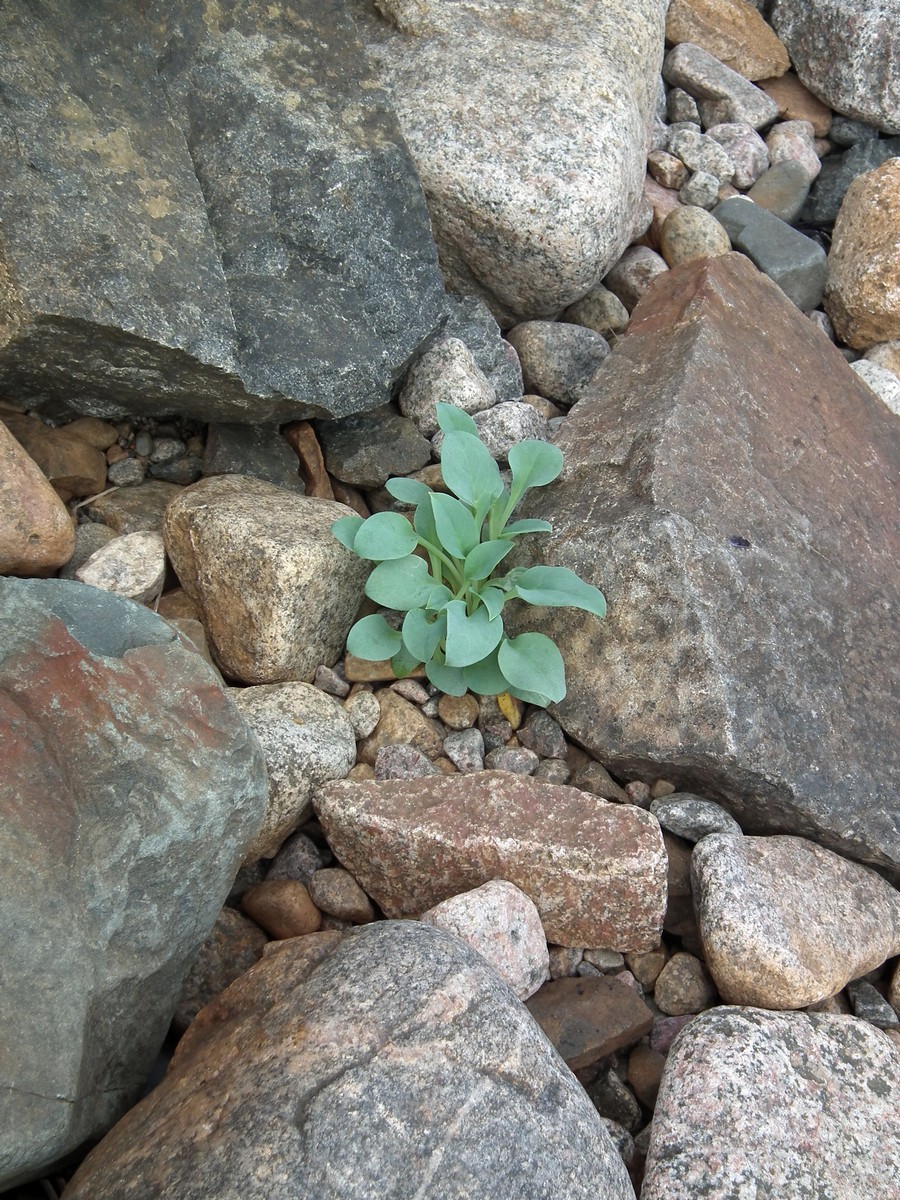 Изображение особи Mertensia maritima.