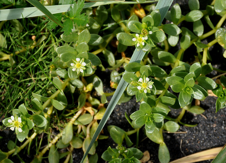 Image of Honckenya peploides ssp. diffusa specimen.