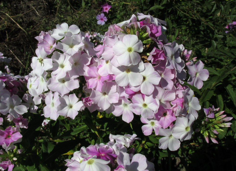 Image of Phlox &times; arendsii specimen.