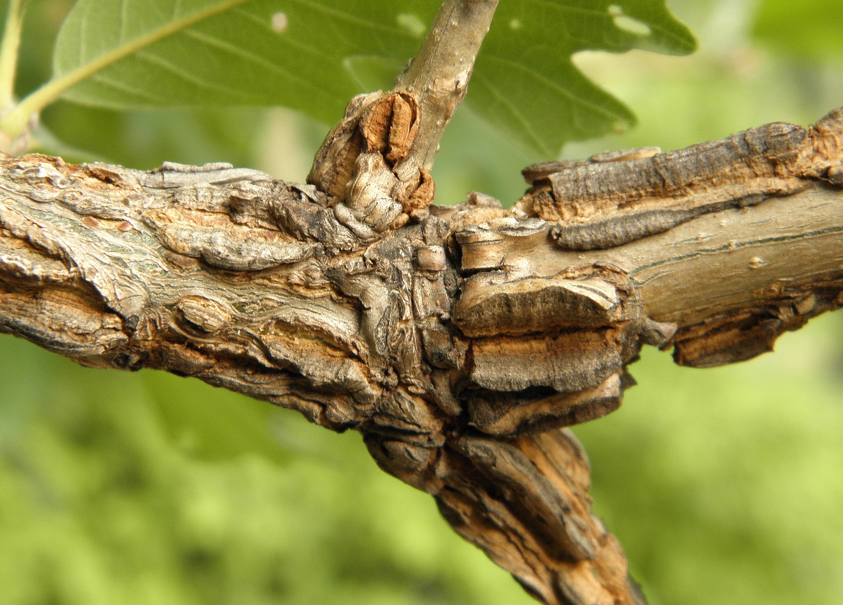 Изображение особи Quercus macrocarpa.