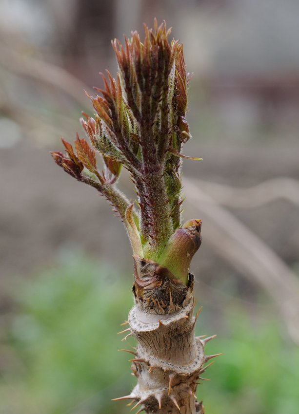 Image of Aralia elata specimen.