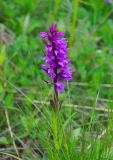 Dactylorhiza euxina. Верхушка цветущего растения. Кабардино-Балкария, Эльбрусский р-н, гора Чегет, ≈ 2300 м н.у.м., субальпийский луг. 11.07.2016.