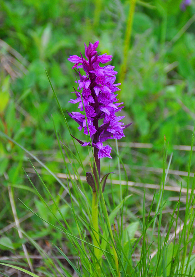 Изображение особи Dactylorhiza euxina.