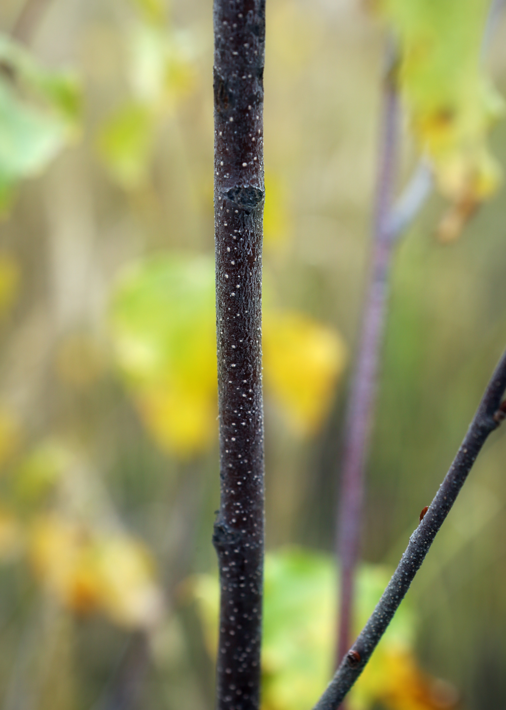 Изображение особи Betula pendula.