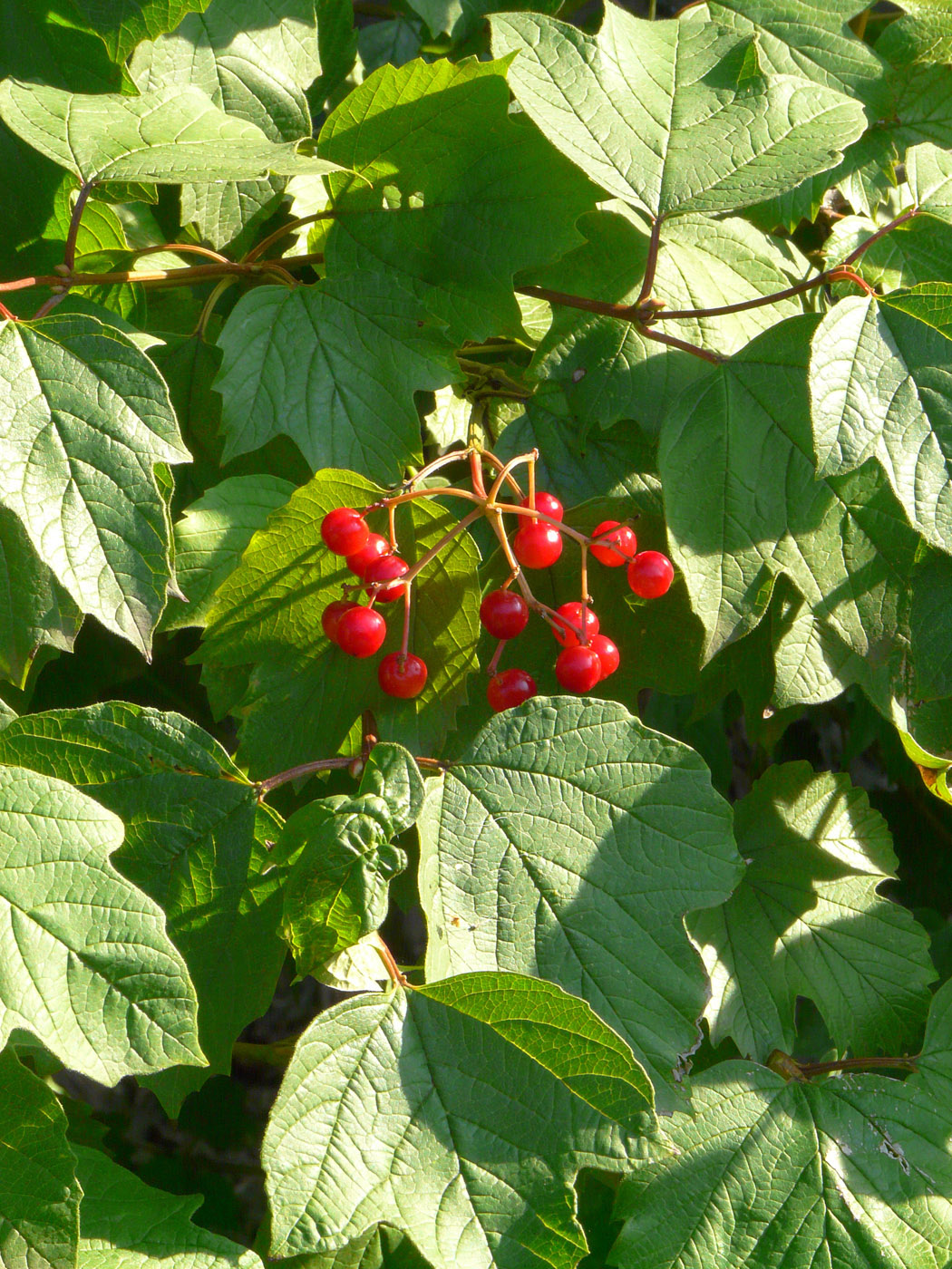 Изображение особи Viburnum opulus.