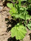 Geum rivale