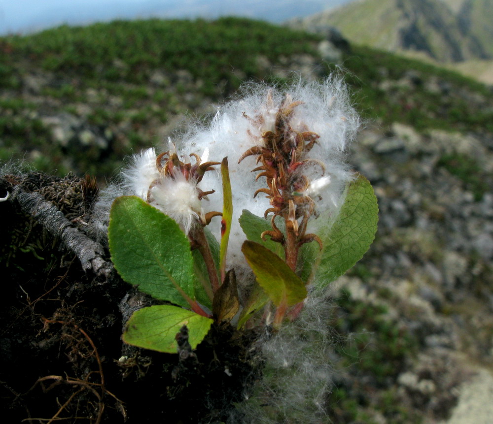 Image of Salix turczaninowii specimen.