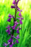 Anacamptis laxiflora ssp. elegans