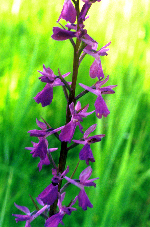 Image of Anacamptis laxiflora ssp. elegans specimen.