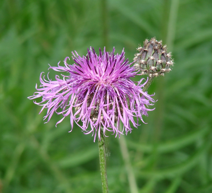 Image of Centaurea scabiosa specimen.