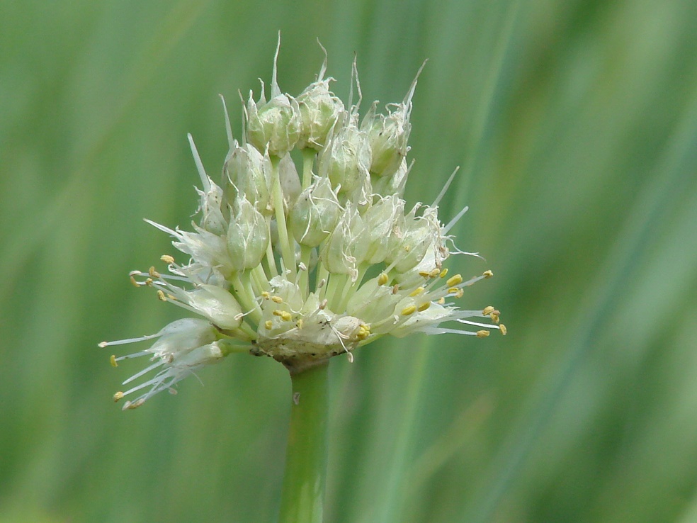 Изображение особи Allium fistulosum.