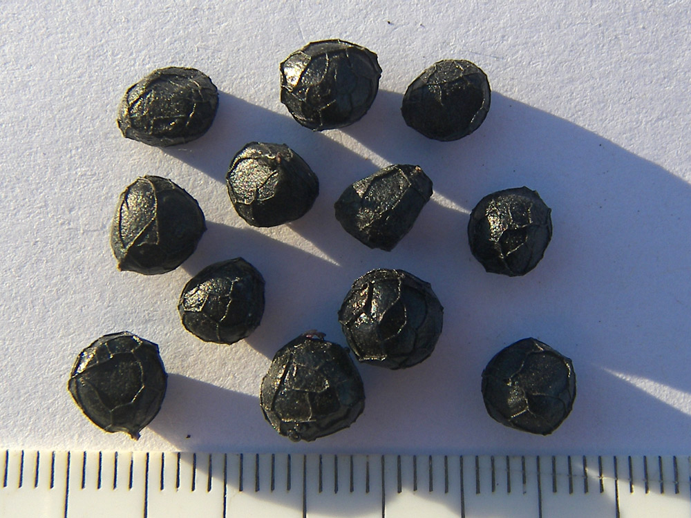 Image of Paeonia caucasica specimen.