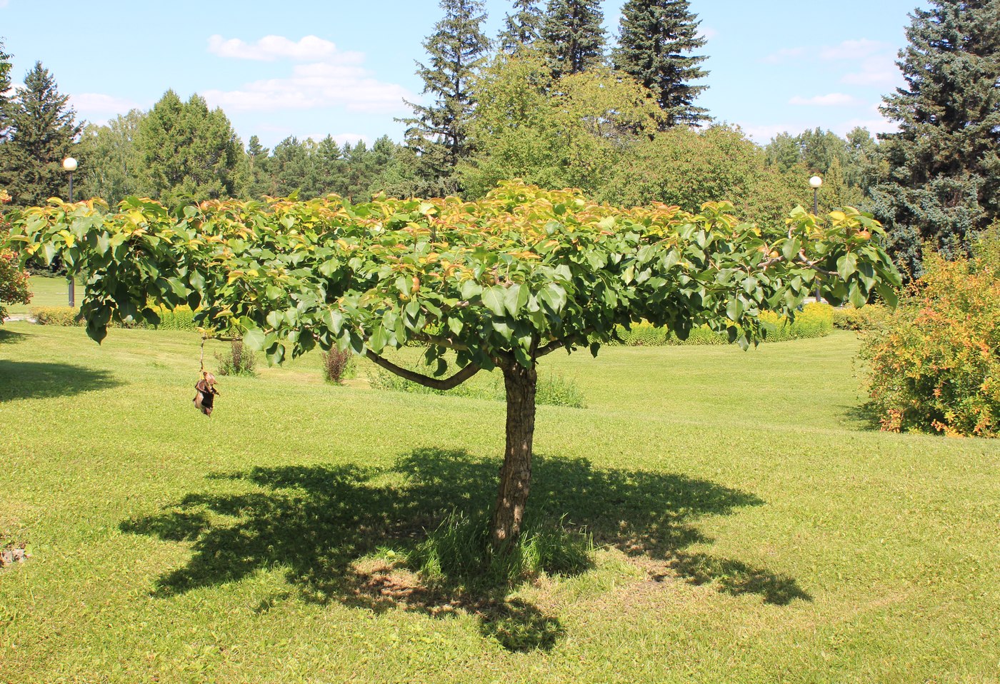 Изображение особи Pyrus ussuriensis.