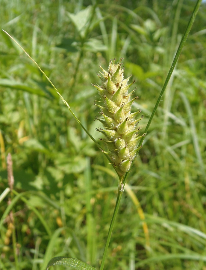 Изображение особи Carex hirta.