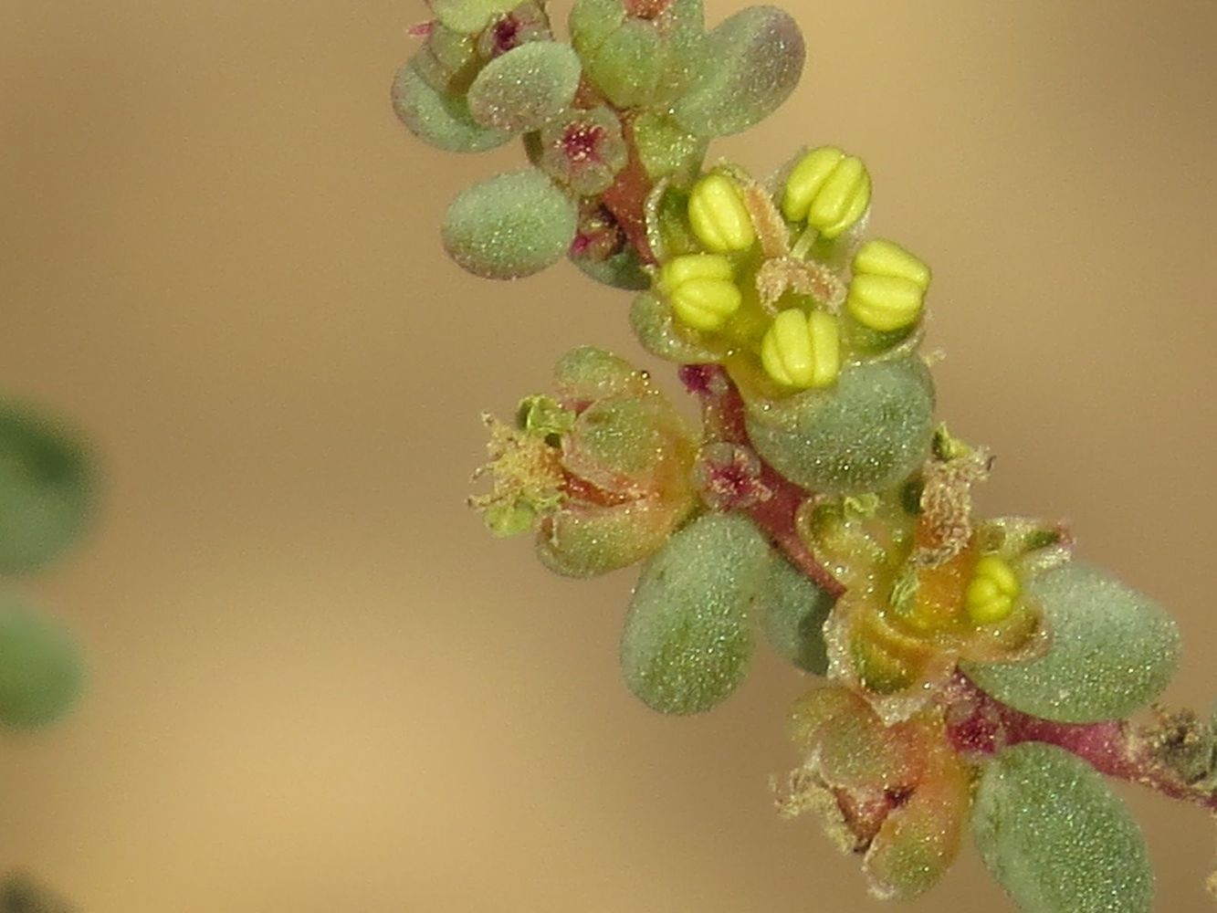 Изображение особи Suaeda vermiculata.