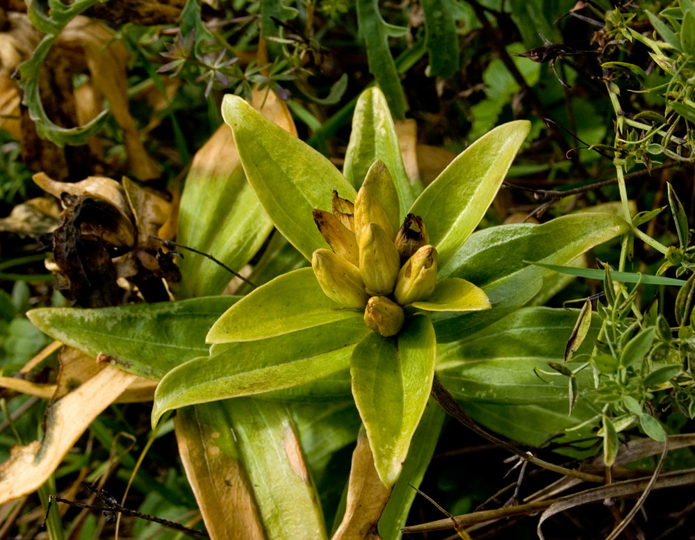 Image of Gentiana cruciata specimen.