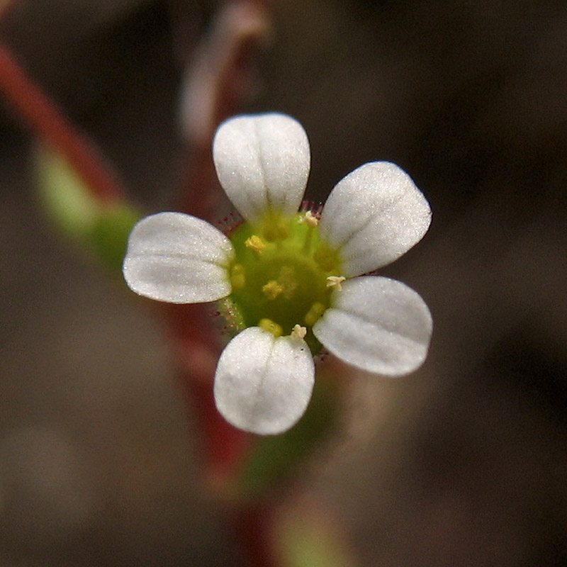 Изображение особи Saxifraga tridactylites.