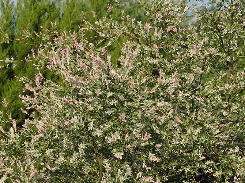 Image of Salix integra specimen.