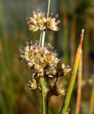 Juncus maritimus