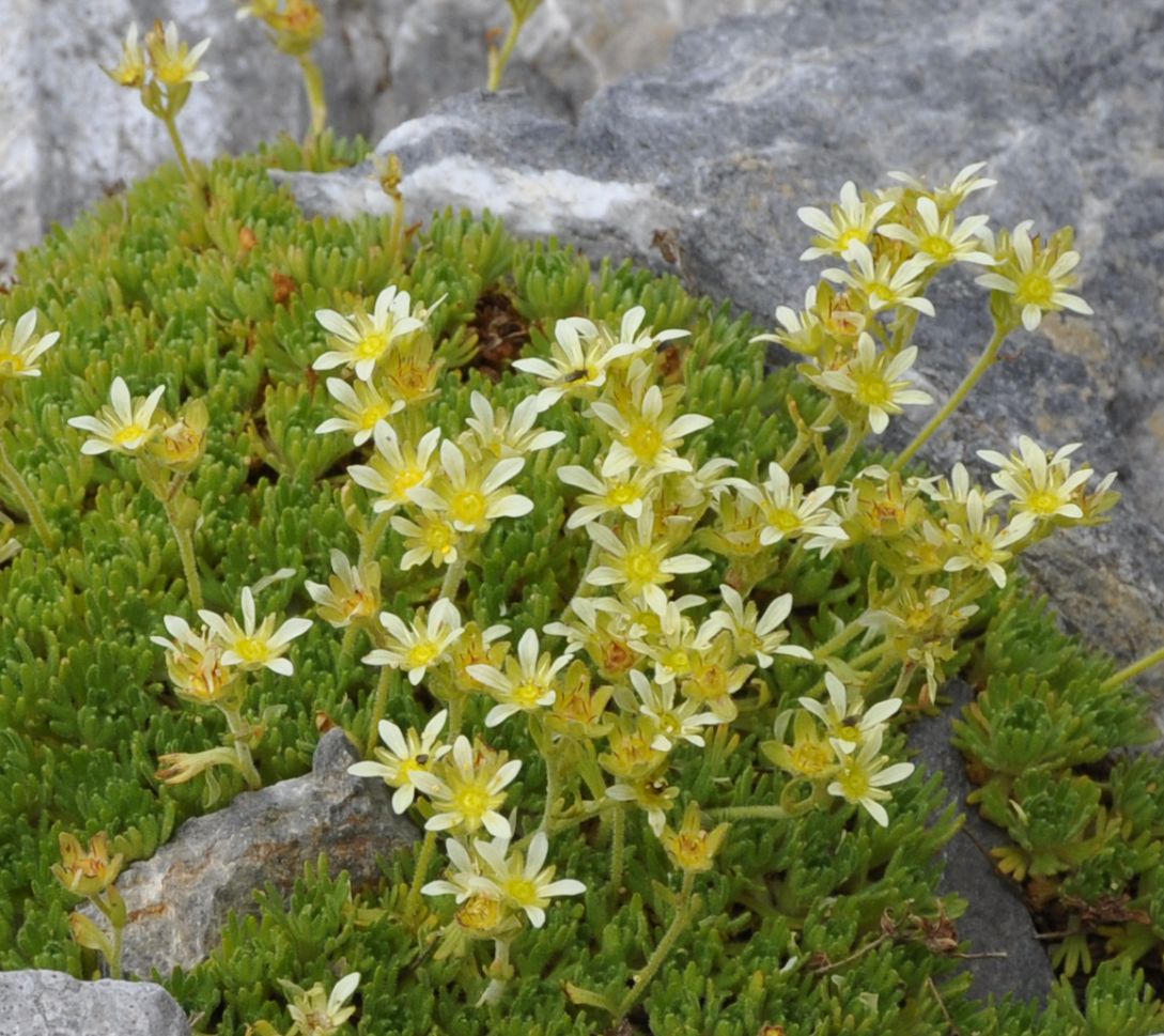 Image of Saxifraga moschata specimen.