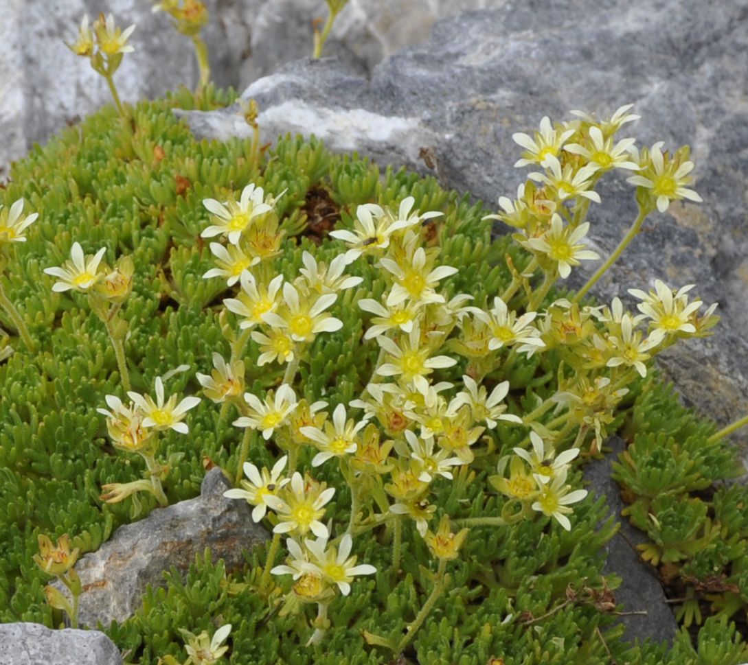 Изображение особи Saxifraga moschata.