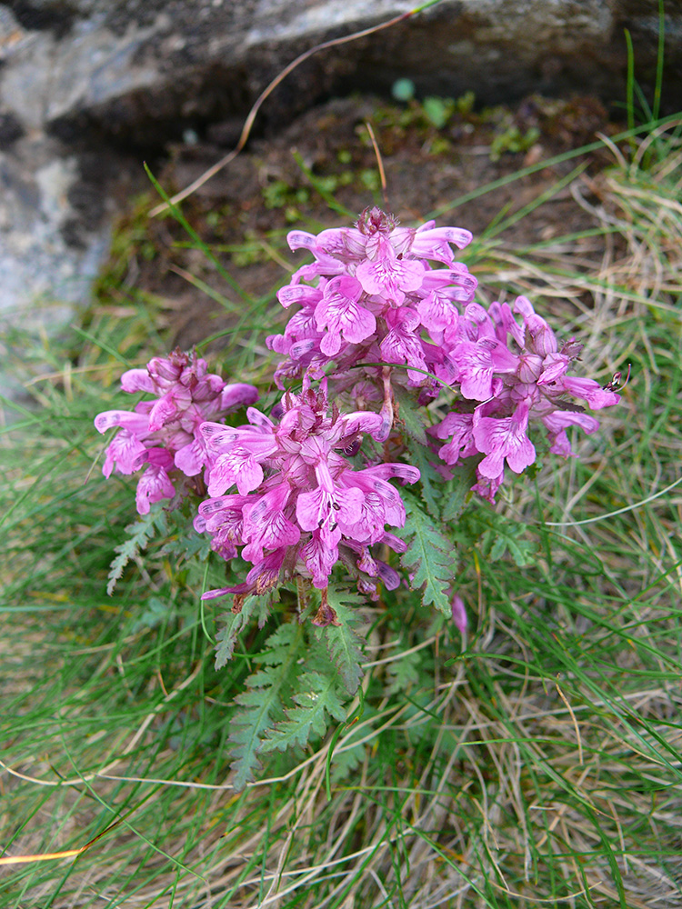 Изображение особи Pedicularis verticillata.