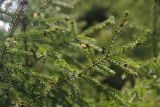 genus Picea