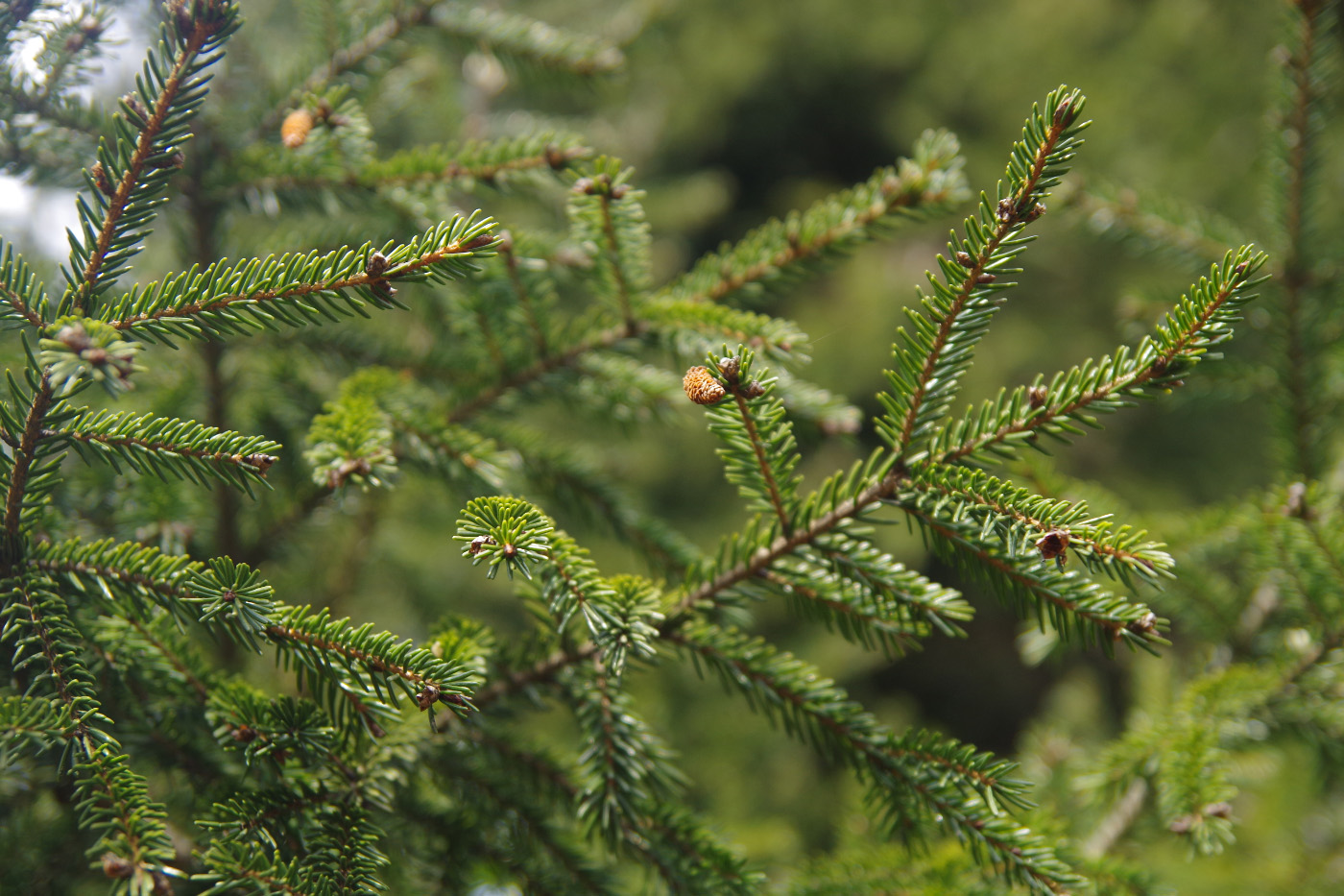 Image of genus Picea specimen.