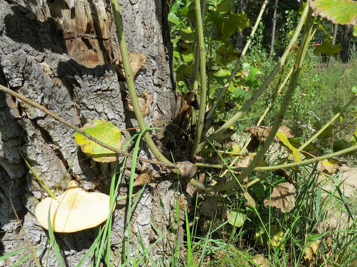 Image of Populus nigra specimen.