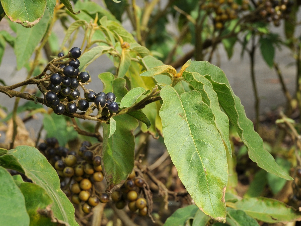 Изображение особи Solanum asperolanatum.