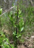 Jasminum fruticans. Верхушка ветви с молодыми побегами и поражённой верхушкой. Краснодарский край, Абинский р-н, окр. пос. Новый, разреженный лес на склоне горы. 12.04.2017.