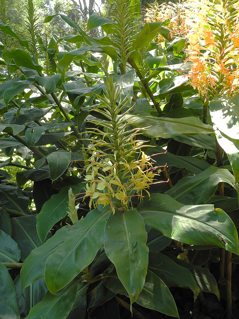 Image of Hedychium gardnerianum specimen.