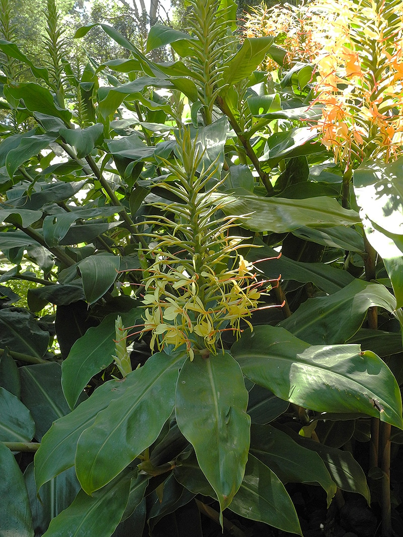 Изображение особи Hedychium gardnerianum.