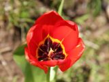 Tulipa fosteriana. Цветок. Узбекистан, Самаркандская обл., Зеравшанский хребет, окр. перевала Тахтакарача, около 1800 м н.у.м. 21.04.2017.