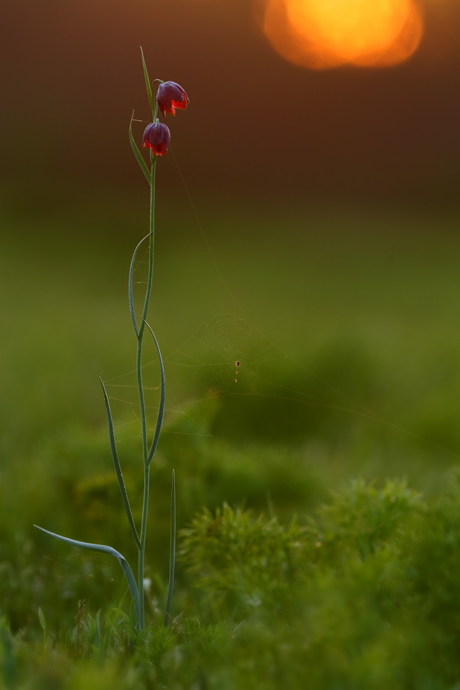 Изображение особи Fritillaria meleagroides.